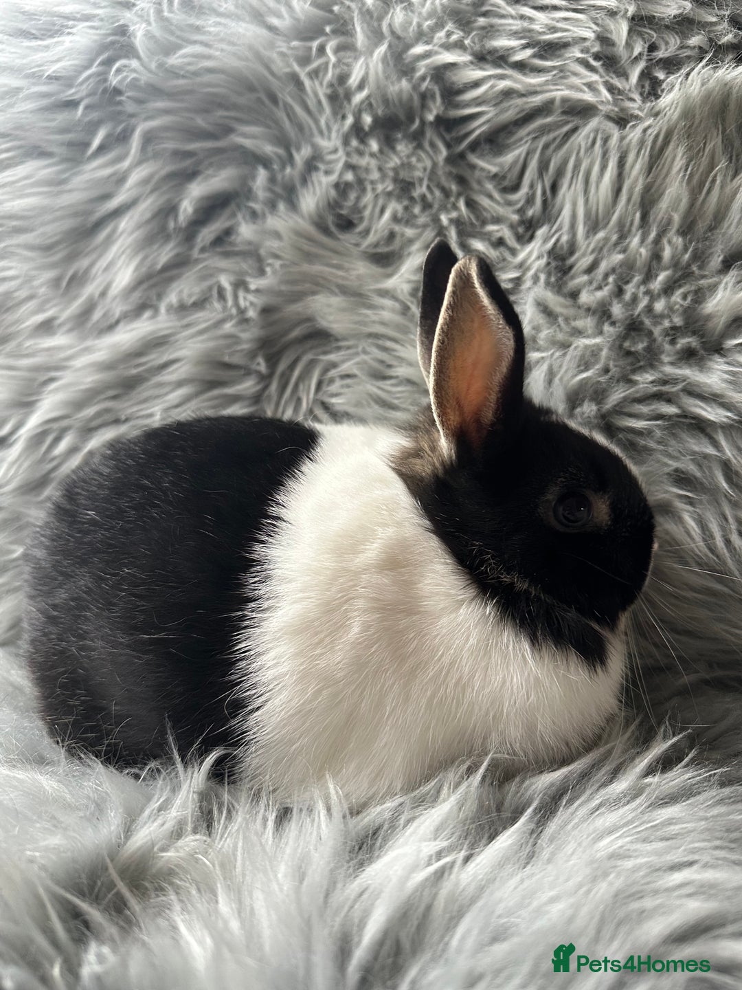 Netherland Dwarf rabbits for sale: Netherland Dwarf Rabbits For Sale - Image 7