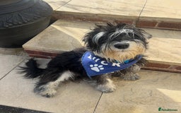 Miniature Schnauzer dogs for sale: 🐾🐶Schnauzer/Schnoodles🐶🐾 - Image 32
