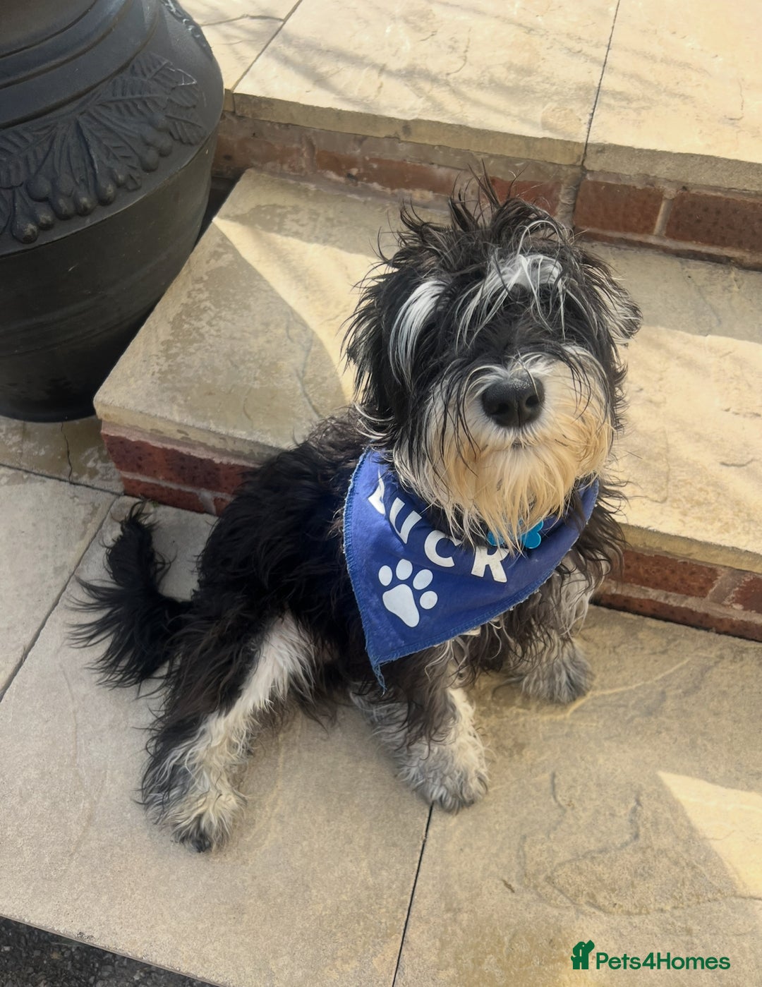 Miniature Schnauzer dogs for sale: 🐾🐶Schnauzer/Schnoodles🐶🐾 - Image 32