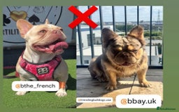 French Bulldog dogs for sale: TOP QUALITY FRENCH BULLDOGS  - Image 11