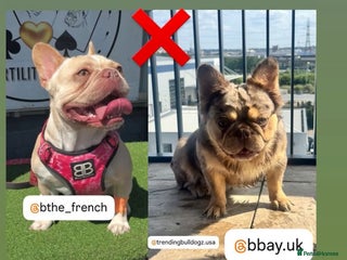 French Bulldog dogs - Advert 27