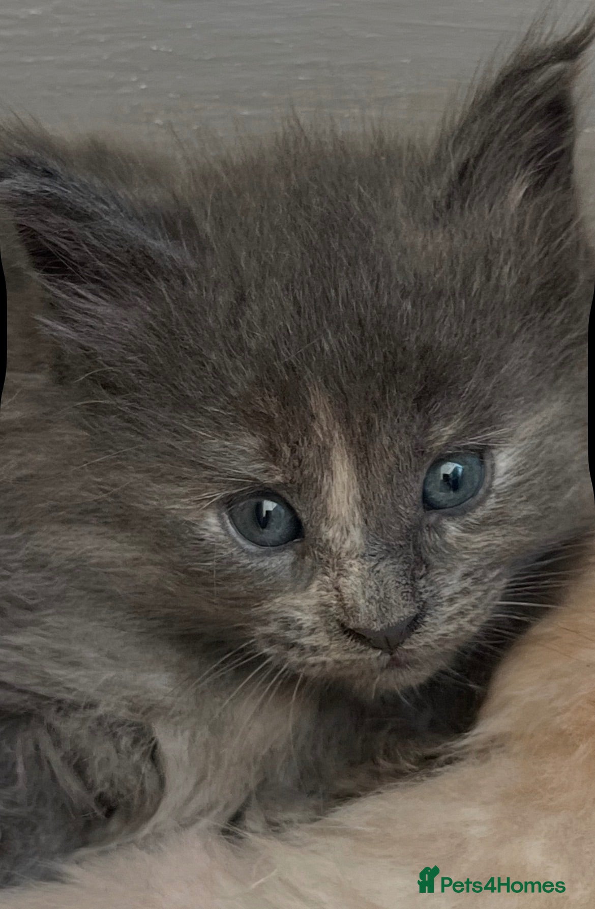 Maine Coon cats  Maine coons kitten last one REDUCED!! - Advert 15