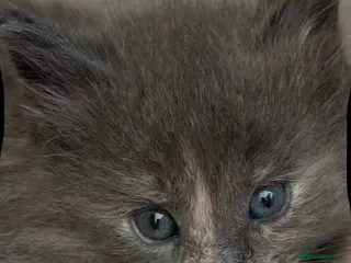 Maine Coon cats Maine coons kitten last one REDUCED!! - Advert 15