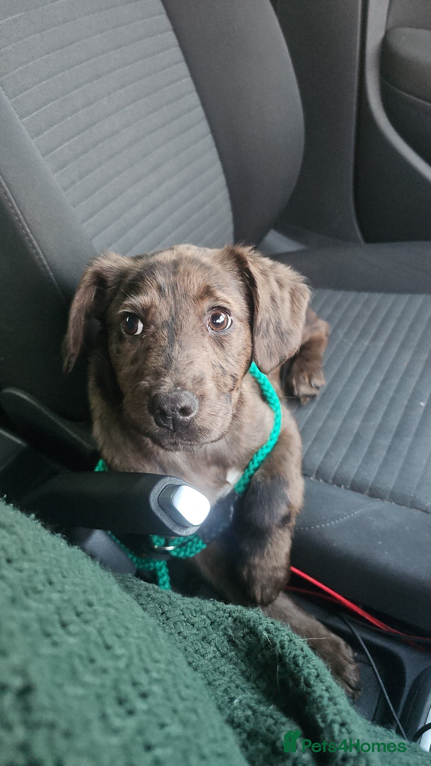 Mixed Breed dogs Sprocker Spaniel x Bull Lurcher - Advert 1