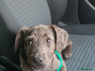 Mixed Breed dogs Sprocker Spaniel x Bull Lurcher - Advert 1