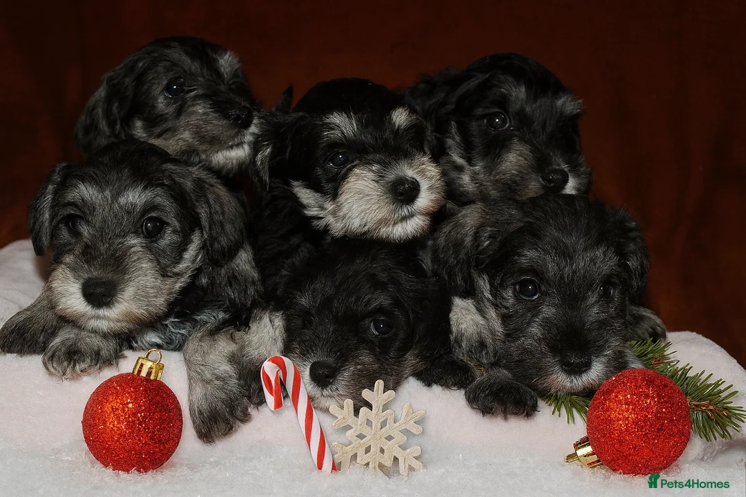 Miniature Schnauzer dogs for sale: Charming Mini Schnauzers with KC registration - Advert 25