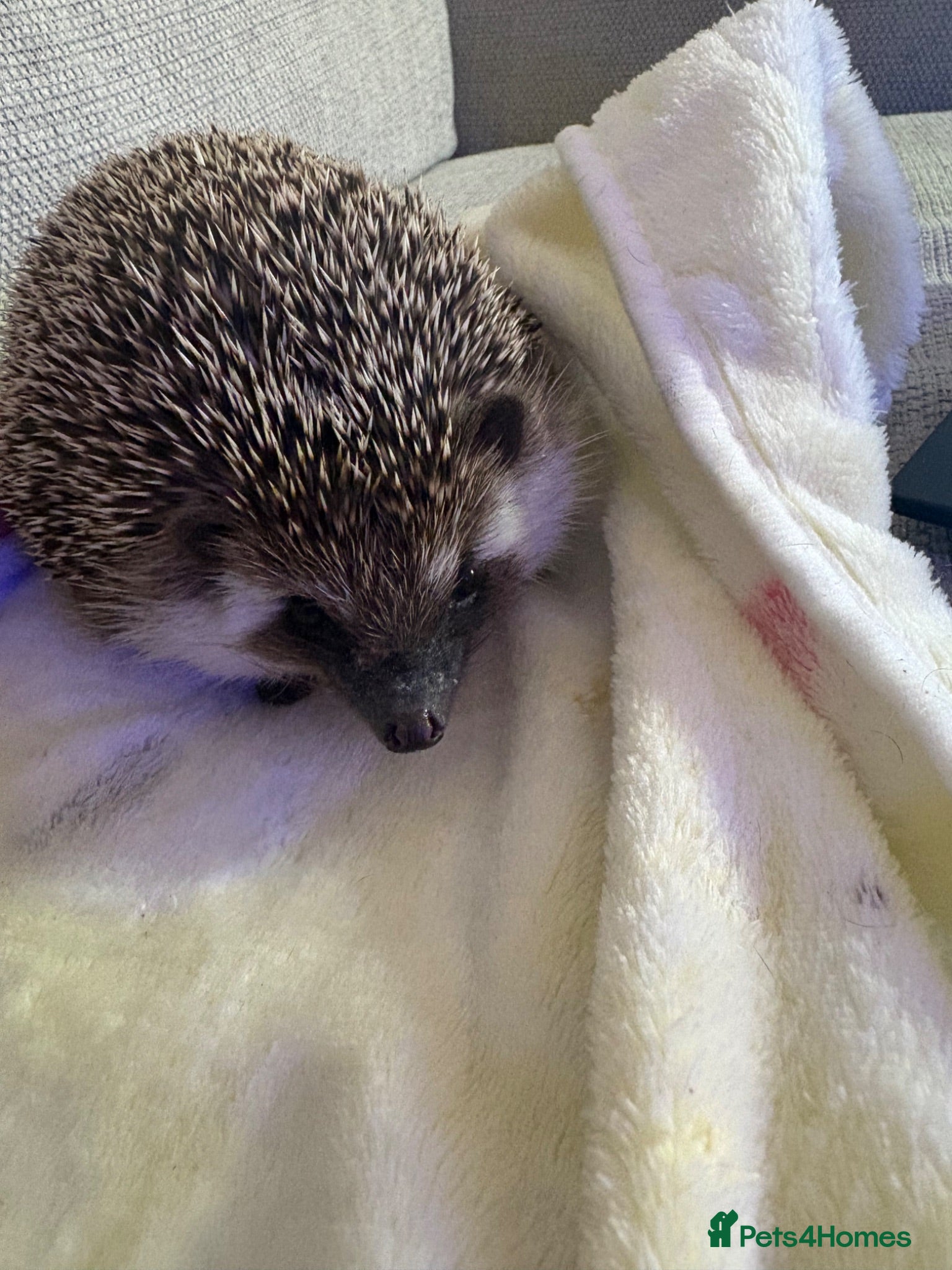 Pygmy Hedgehog rodents Male African pygmy hedgehog  - Advert 1