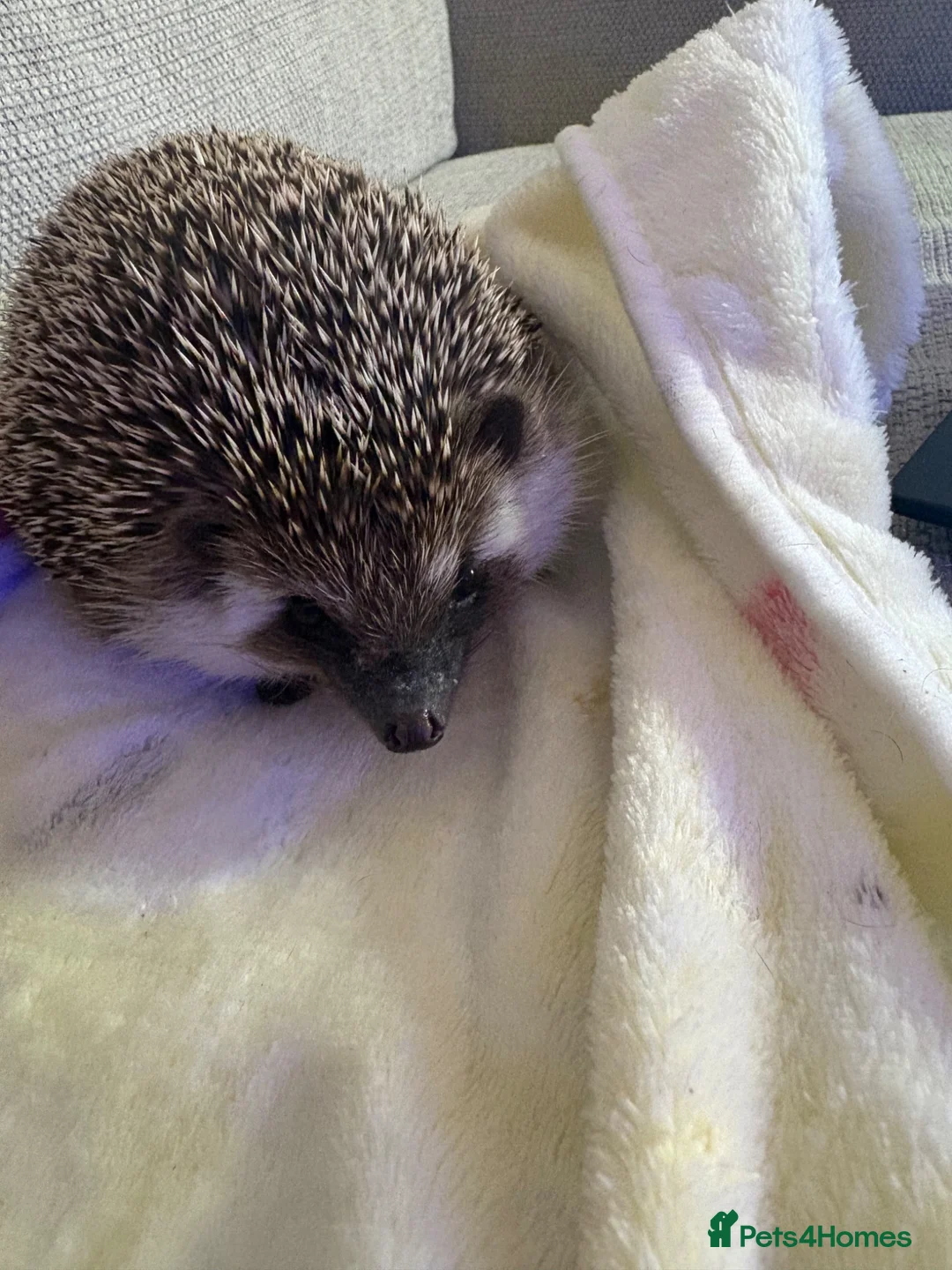 Pygmy Hedgehog rodents for sale: Male African pygmy hedgehog  in Bristol - Advert 1