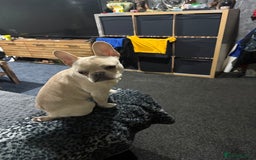 French Bulldog dogs for sale: Male frenchie  - Image 3