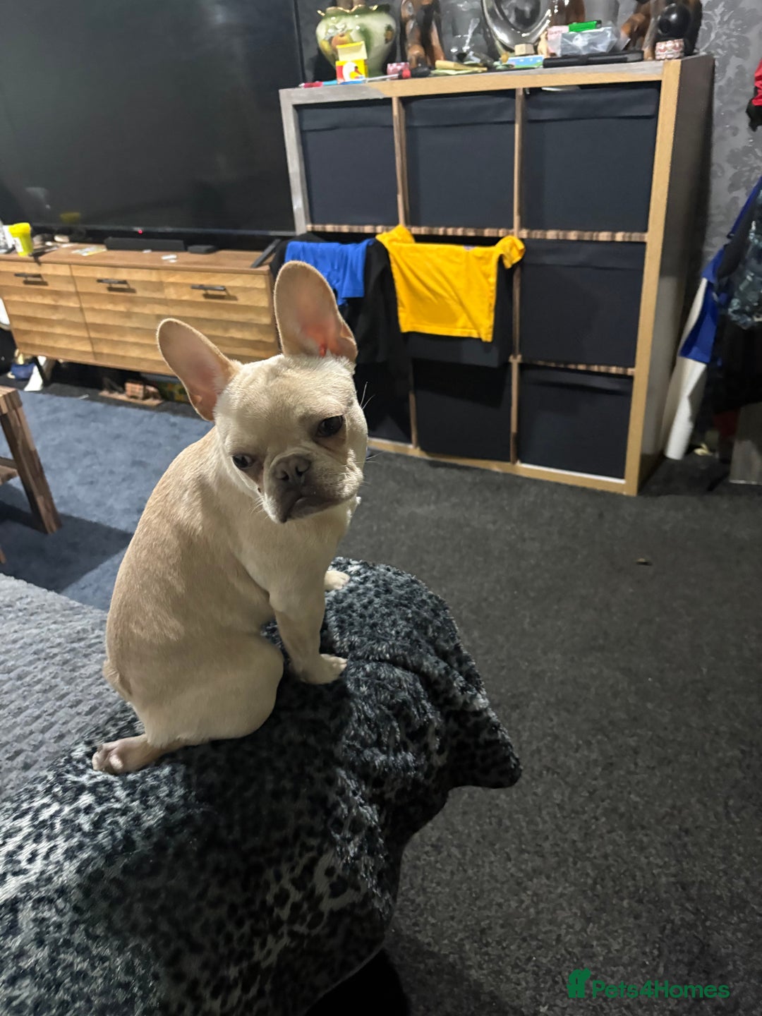 French Bulldog dogs for sale: Male frenchie  - Image 3