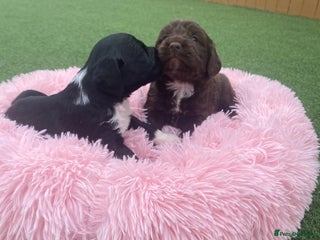 Cockapoo dogs cockapoo puppies in Darlington - Advert 1