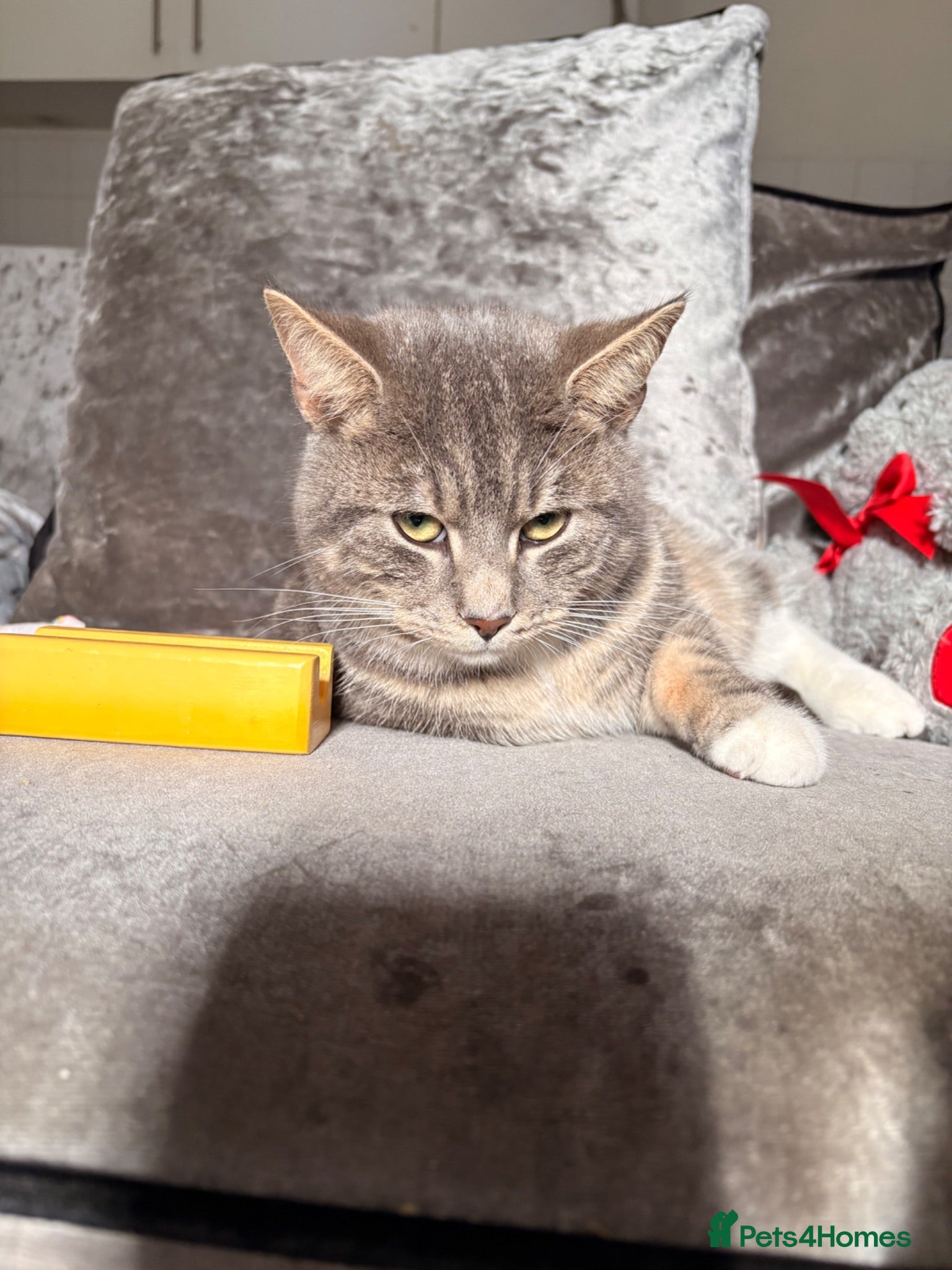 British Shorthair cats 4 british shorthair tabby kittens  - Advert 1