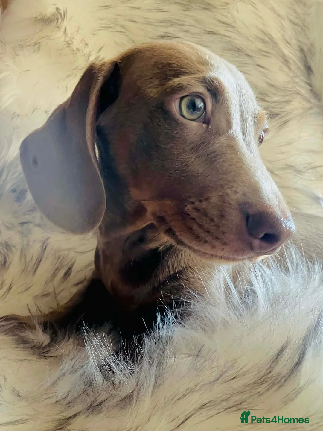 Miniature Dachshund dogs for sale: READY NOW Isabella Tan Miniature Dachshund - Advert 2