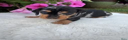 Dachshund dogs for sale: Standard wire haired dapple dachshund  in Worcester - Advert 23