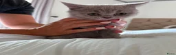 British Shorthair cats for sale: Beautiful litter of British short hair kittens - Advert 4