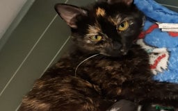 Mixed Breed cats for sale: Kittens for sale - Image 2