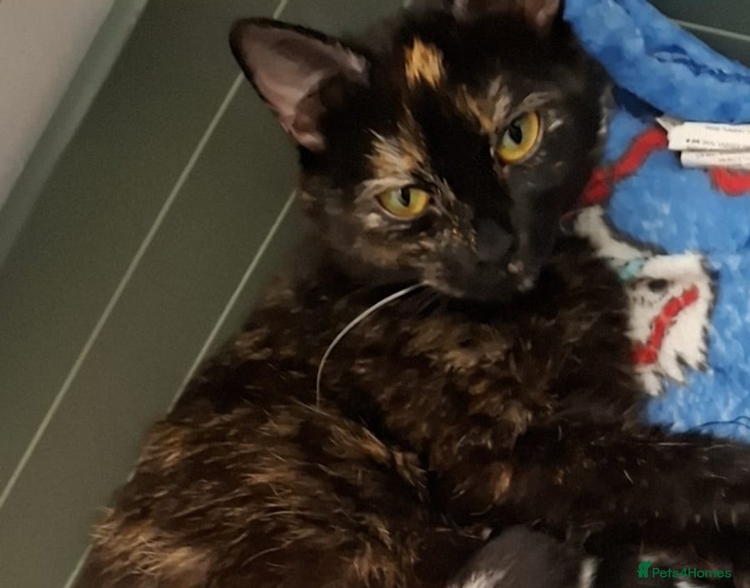 Mixed Breed cats for sale: Kittens for sale - Image 2