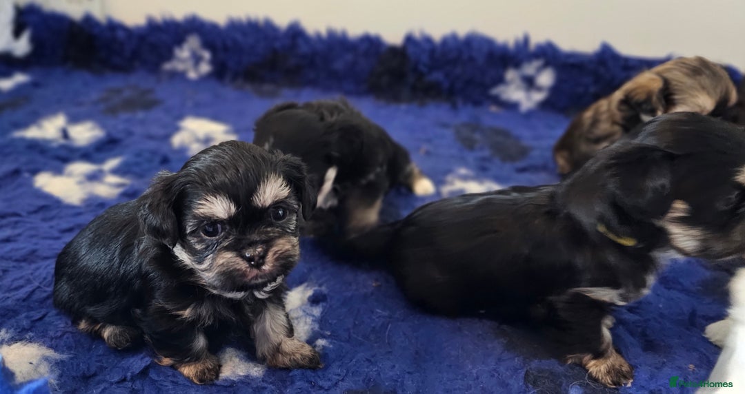 Shih Tzu dogs for sale: Beautiful Shih Tzu Puppies  - Image 25