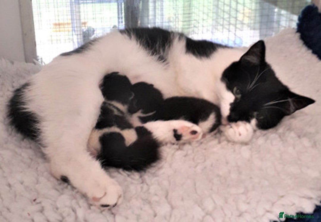 Domestic Shorthair cats for sale: 6 month old cat and 8 week old kitten - Image 4
