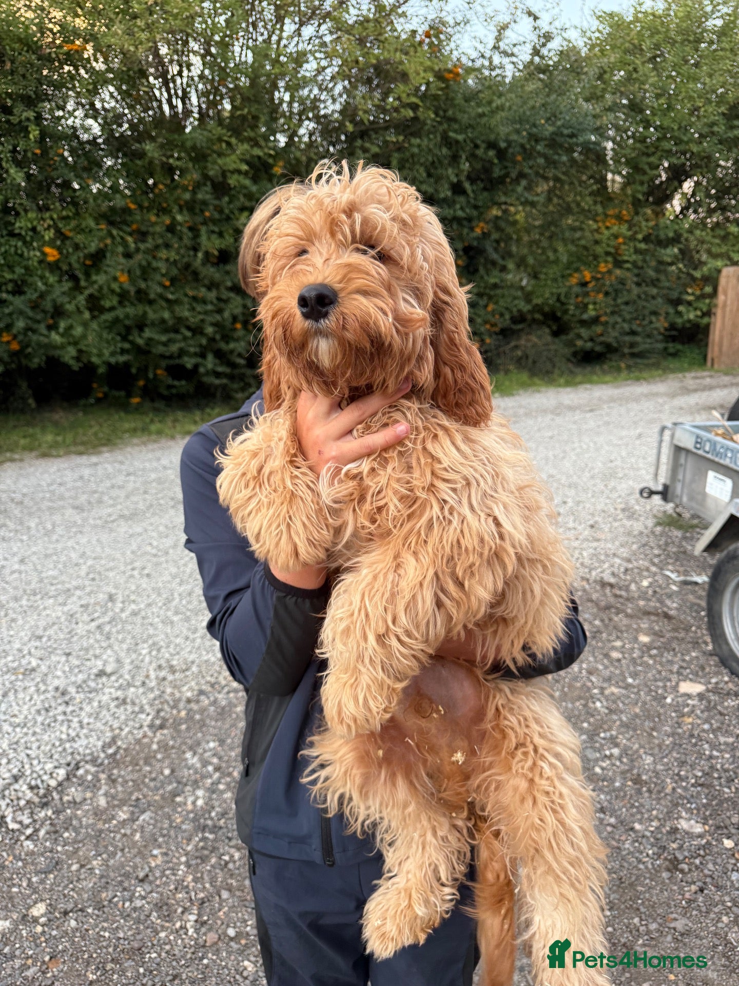 Cavapoo dogs F1 Miniature Cavapoo Puppies For Sale - Advert 1