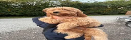 Cavapoo dogs for sale: F1 Miniature Cavapoo Puppies For Sale - Advert 1