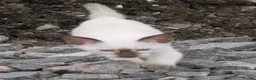 Siamese cats for sale: Adorable Siamese Kittens - Advert 11