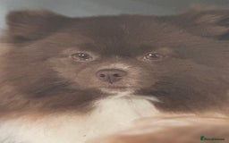 Pomeranian dogs for sale: Teddy bear amazing puppy 🥰 - Image 14