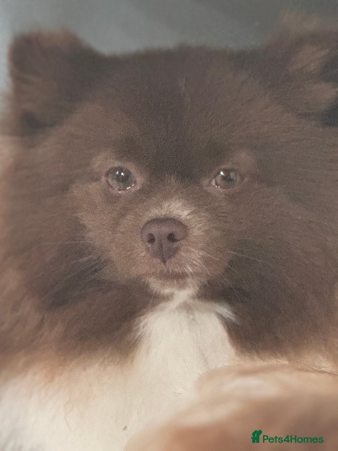 Pomeranian dogs for sale: Teddy bear amazing puppy 🥰 - Image 14