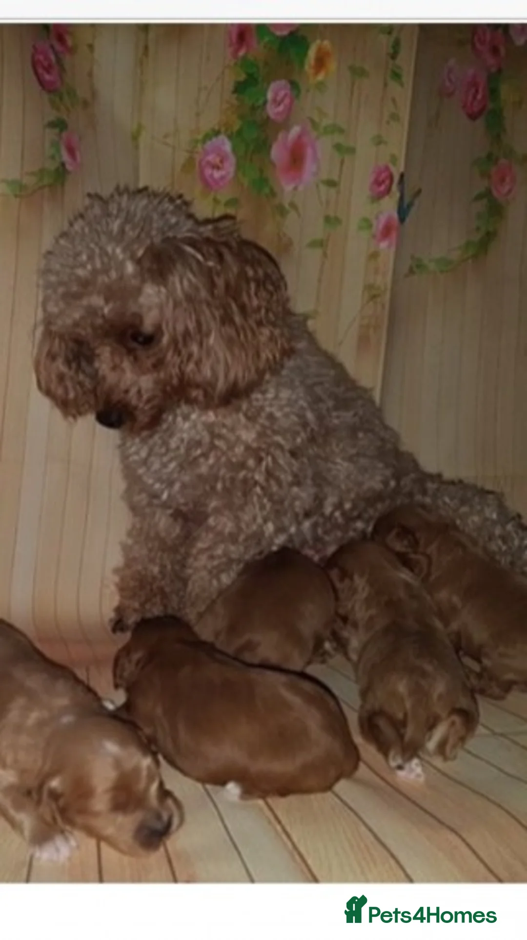 Cavalier King Charles Spaniel dogs for stud: Extensively Health Tested Cavalier King Charles Sp in Mansfield - Advert 16