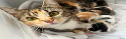 Mixed Breed cats for sale: X2 Ginger Tabby Queens  - Advert 1