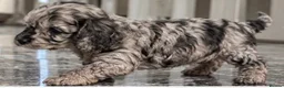 Cockapoo dogs for sale: Exquisite 5* rated licensed F2bb toy cockapoo’s  - Advert 12