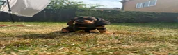 Mixed Breed dogs for sale: 🐾 Mini Bassets 🐾 - Advert 15