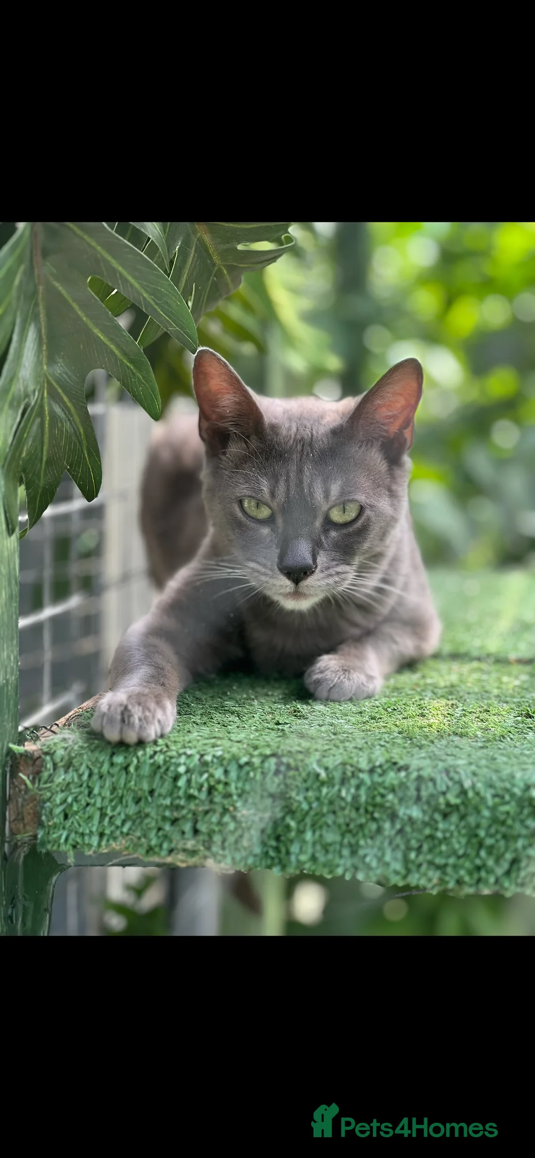 Bengal cats for sale: Blue Bengal  - Advert 3