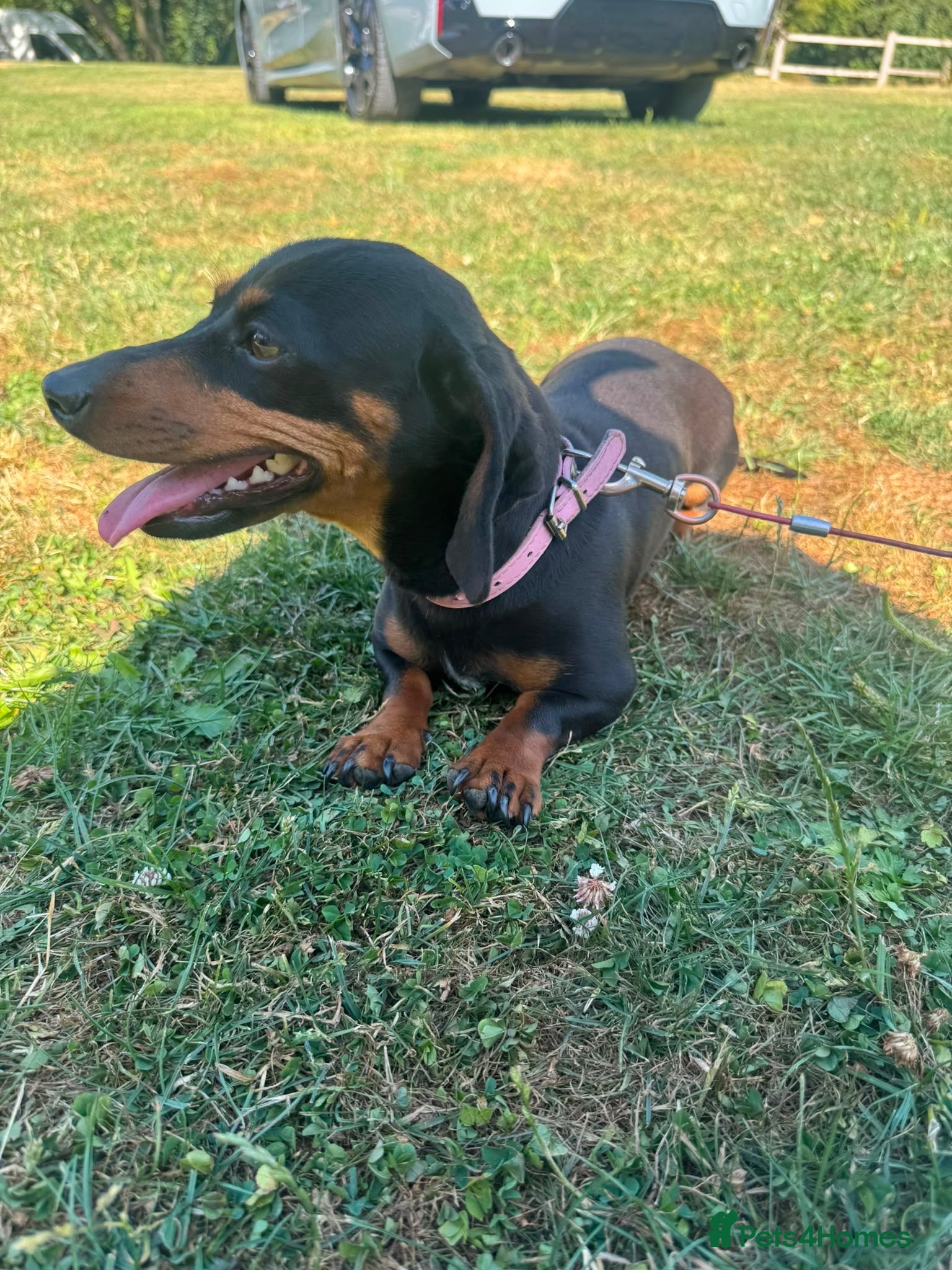 Miniature Dachshund dogs Miniature dachshund female for sale - Advert 15