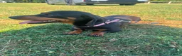 Miniature Dachshund dogs for sale: Miniature dachshund female for sale - Advert 1