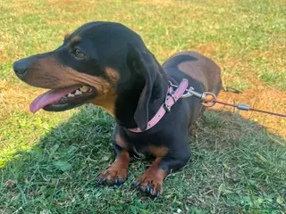 Miniature Dachshund dogs Miniature dachshund female for sale - Advert 16