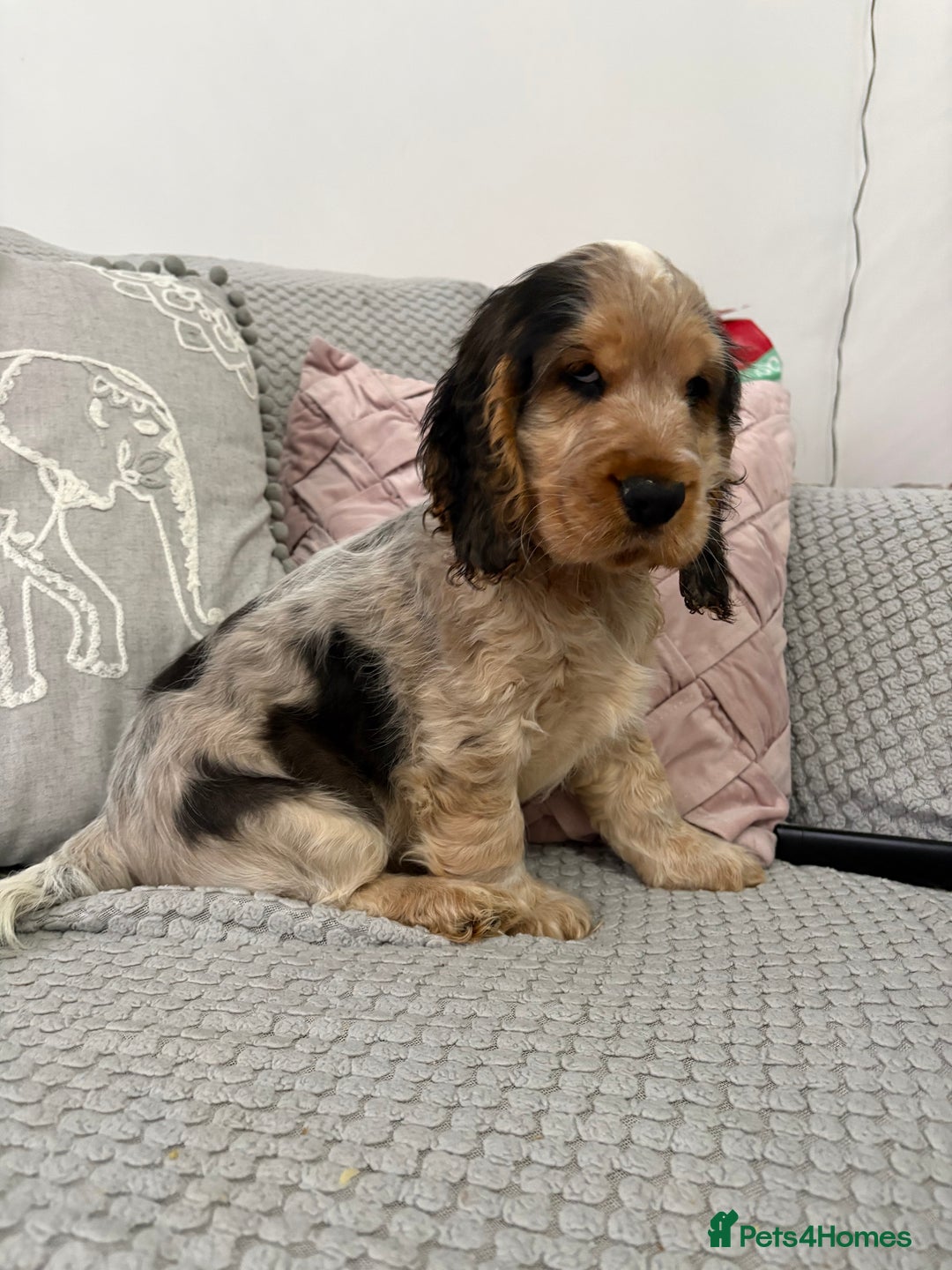 Cocker Spaniel dogs for sale: KC Reg Delightful Show Type Cocker Spaniels - Advert 10