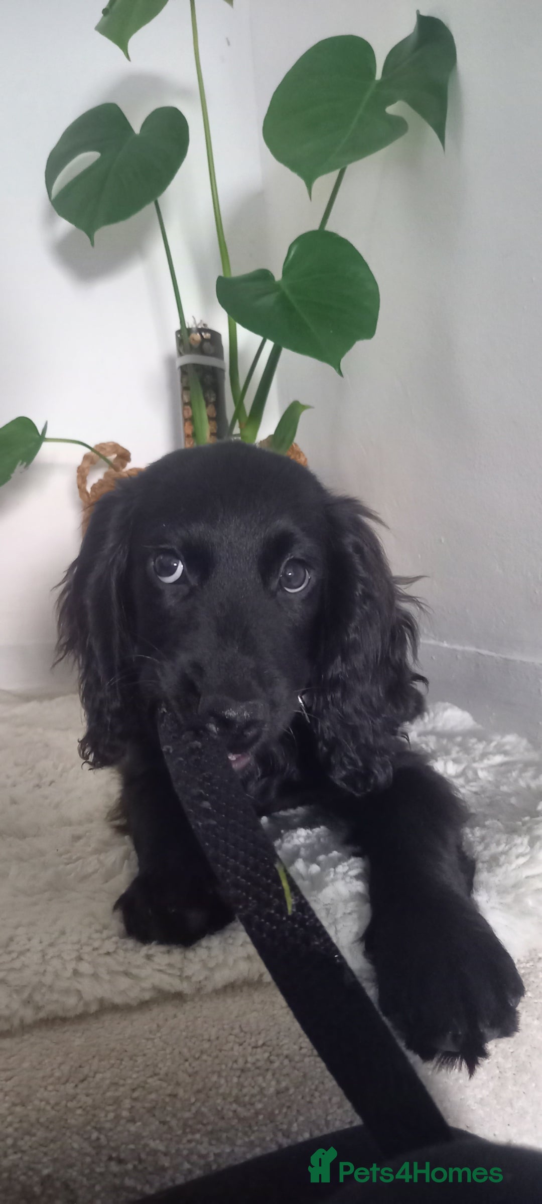 Cocker Spaniel dogs for sale: Working cocker spaniel puppy  - Image 5