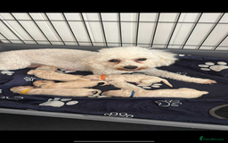 Cavapoo dogs for stud: F1B cavapoo great success rate  in Exeter - Image 18