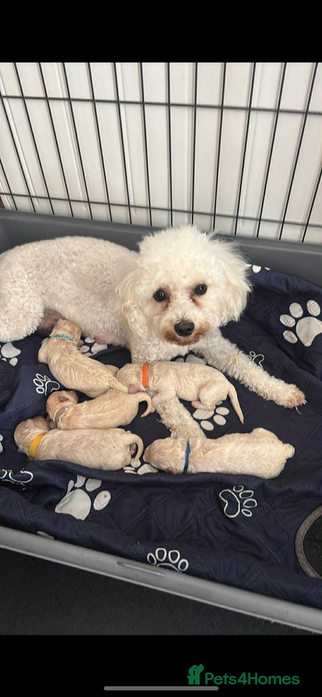 Cavapoo dogs for stud: F1B cavapoo great success rate  in Exeter - Image 18