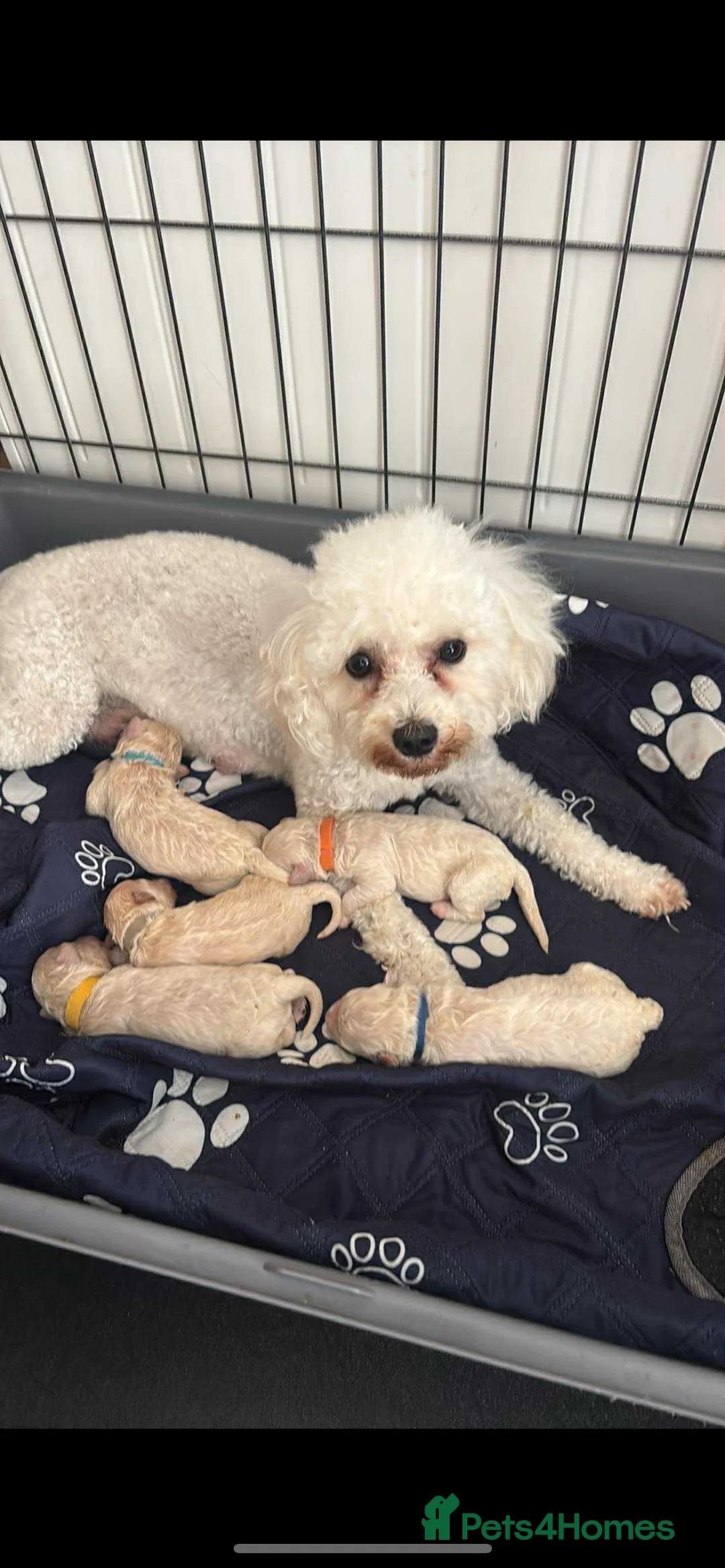 Cavapoo dogs for stud: F1B cavapoo great success rate  in Exeter - Advert 18