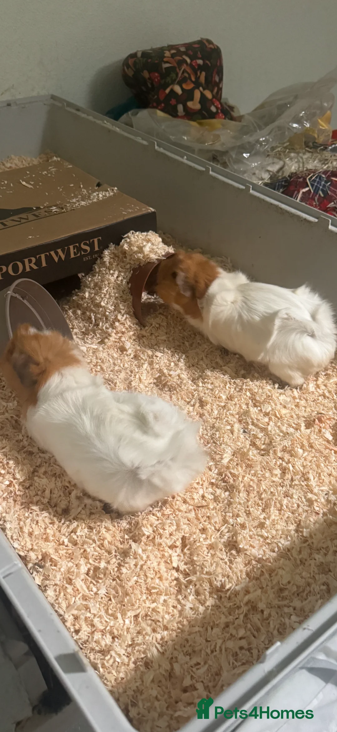 Guinea Pig rodents for sale: 2x Guinea Pig (Mum and Daughter) - Advert 3