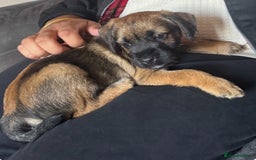 Border Terrier dogs for sale: Border Terrier Puppy For Sale - Image 2