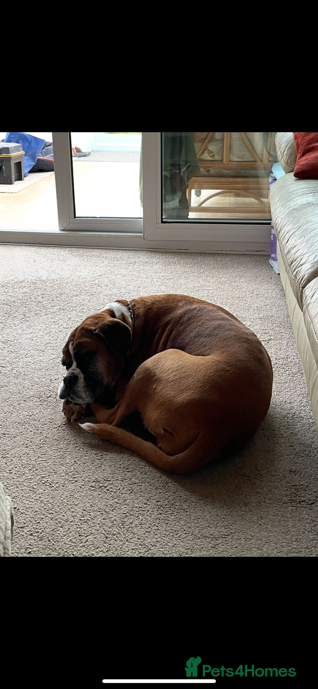 Boxer dogs for sale: Bonnie - Image 5