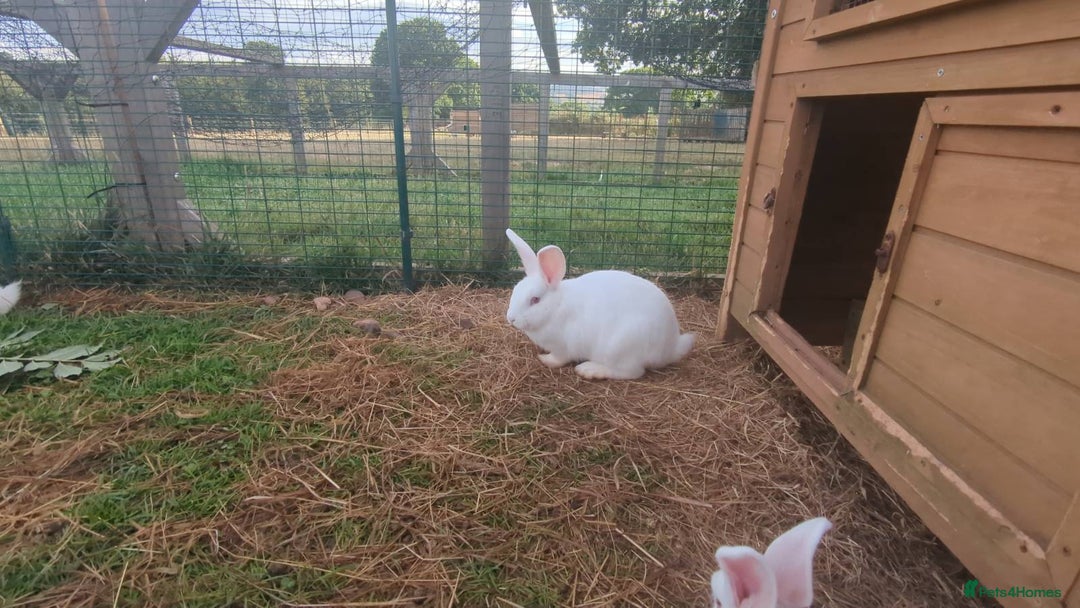 New Zealand rabbits for sale: 🐰 New Zealand White Rabbits – Friendly, Healthy🐰 - Image 16