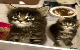 Maine Coon cats for sale: GCCF reg Maine Coon Kittens Stunning Tabby litter - Image 19