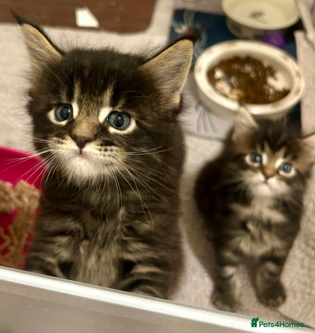 Maine Coon cats for sale: GCCF reg Maine Coon Kittens Stunning Tabby litter - Image 19