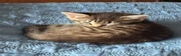 Mixed Breed cats for sale: 3 beautiful kitties. Playful and brave! - Advert 5