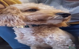 Cockapoo dogs for sale: 8 month old Toy cockapoo - Image 6