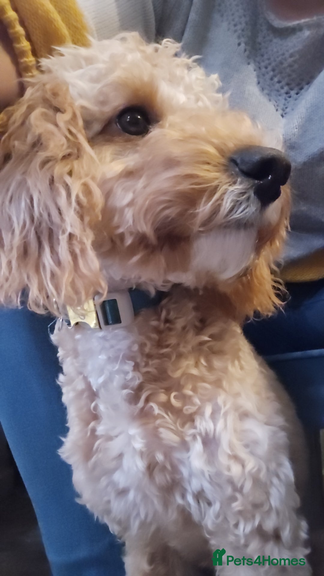 Cockapoo dogs for sale: 8 month old Toy cockapoo - Image 6